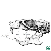 راسته جوندگان ORDER RODENTIA